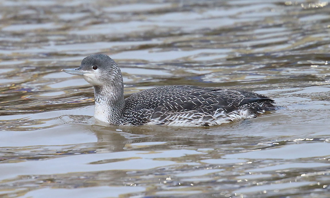 Red-throated Diver 1344910