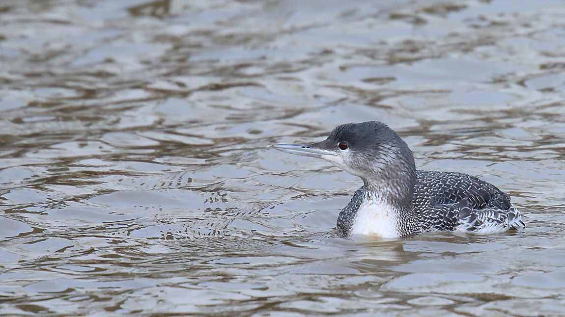 Red-throated Diver 1356911