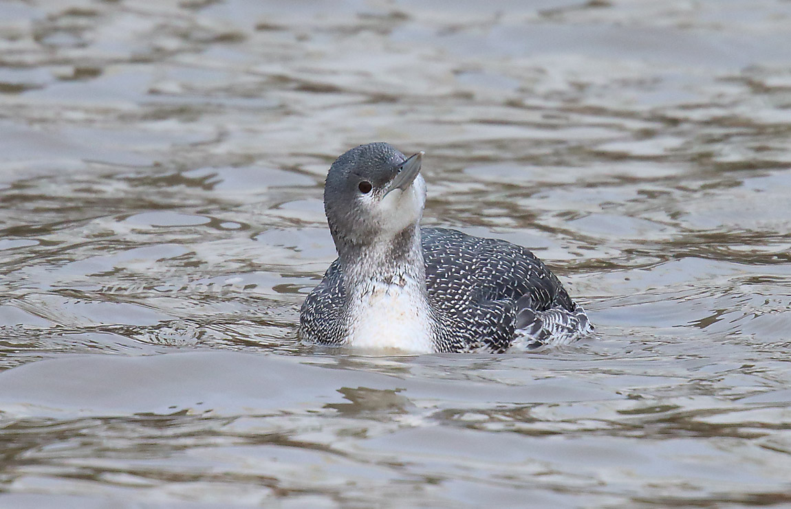 Red-throated Diver 1368912