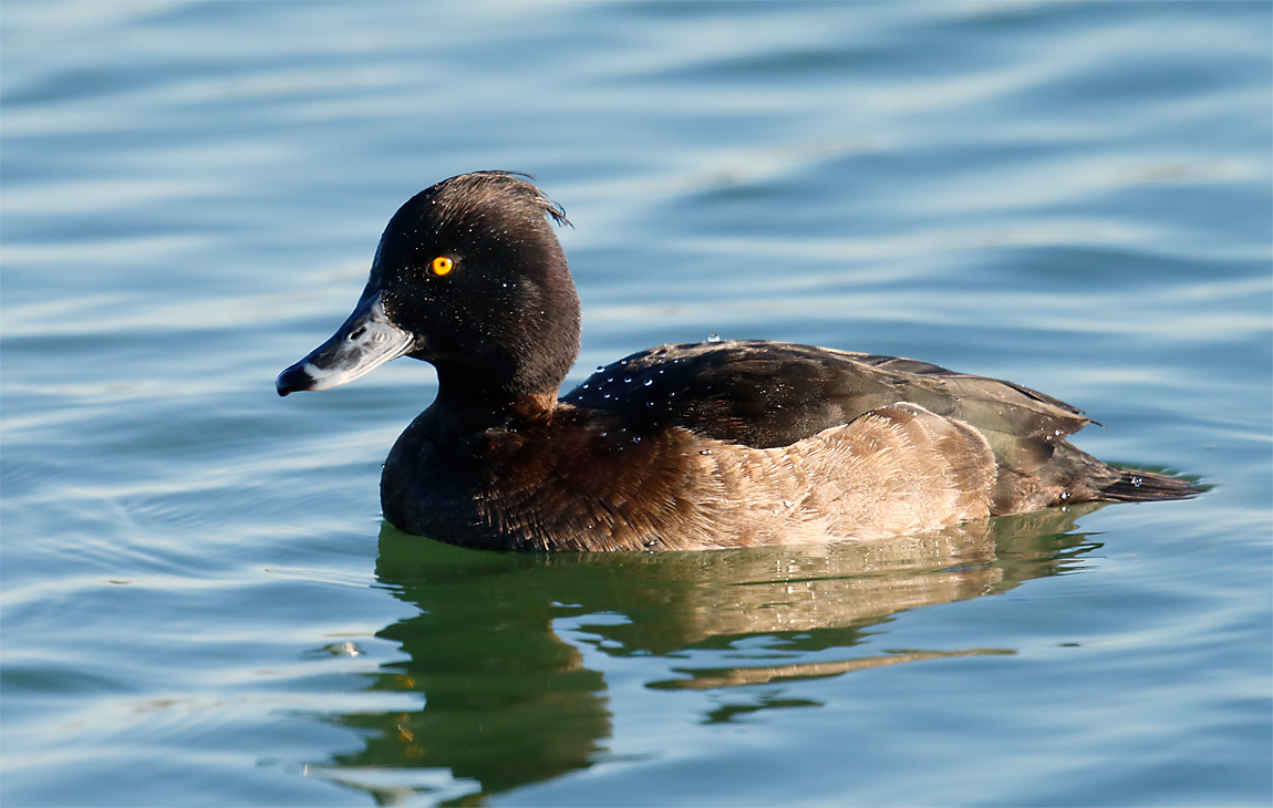 Tufted Duck_J4X3388
