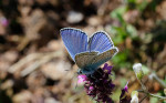 Bulgarian Butterflies 2015