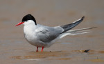 "One Good Tern Deserves Another"