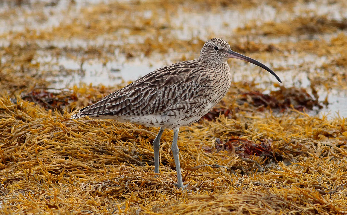 Curlew_S1Q0809