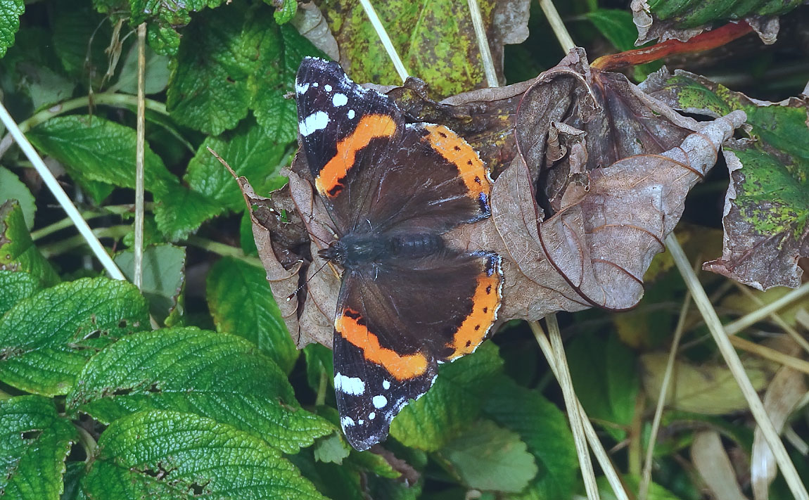 Red Admiral 004521204