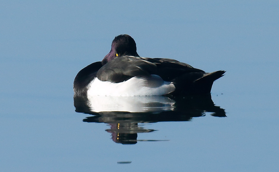 Tufted Duck_J4X2199