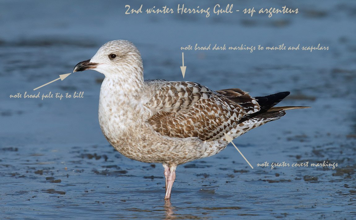 1st winter Herring Gull 2 _J4X5389