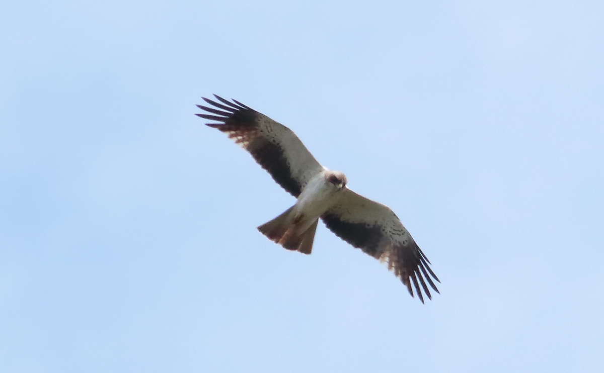 BOOTED EAGLE_S1Q5086