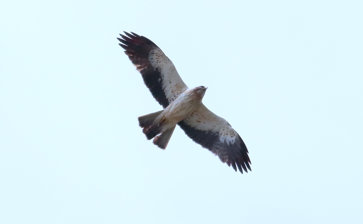 Booted Eagle_S1Q5161