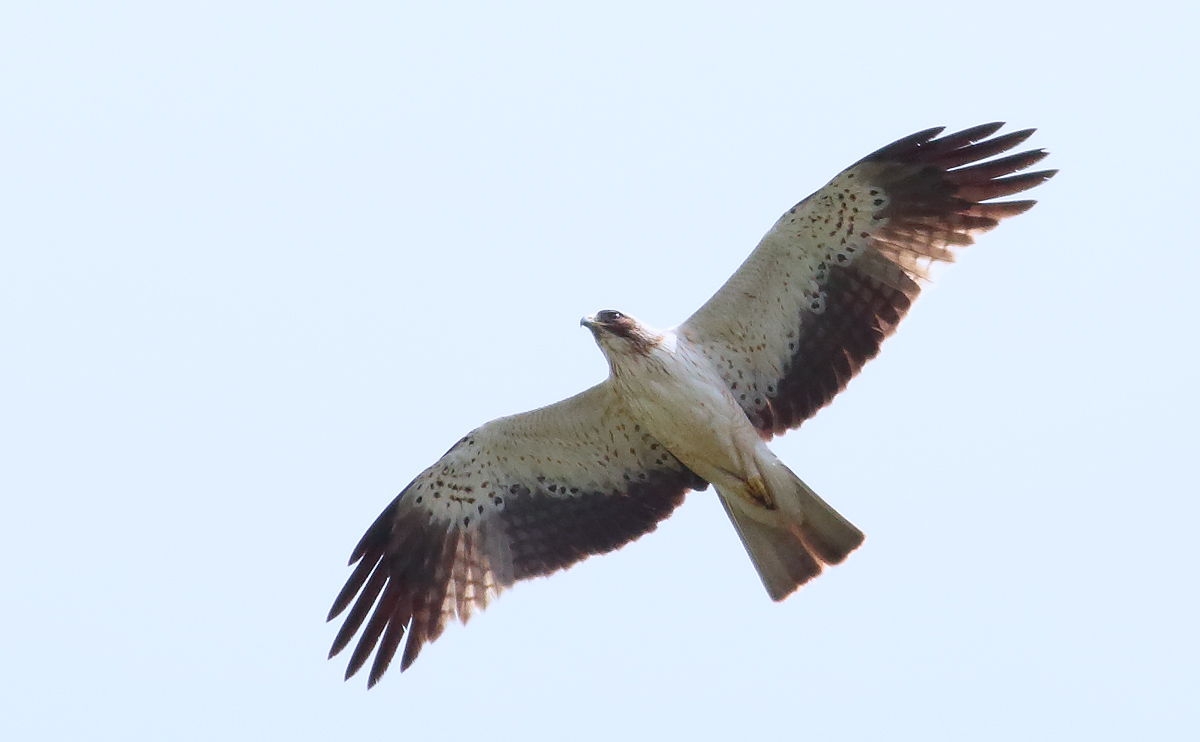 Booted Eagle_S1Q5219