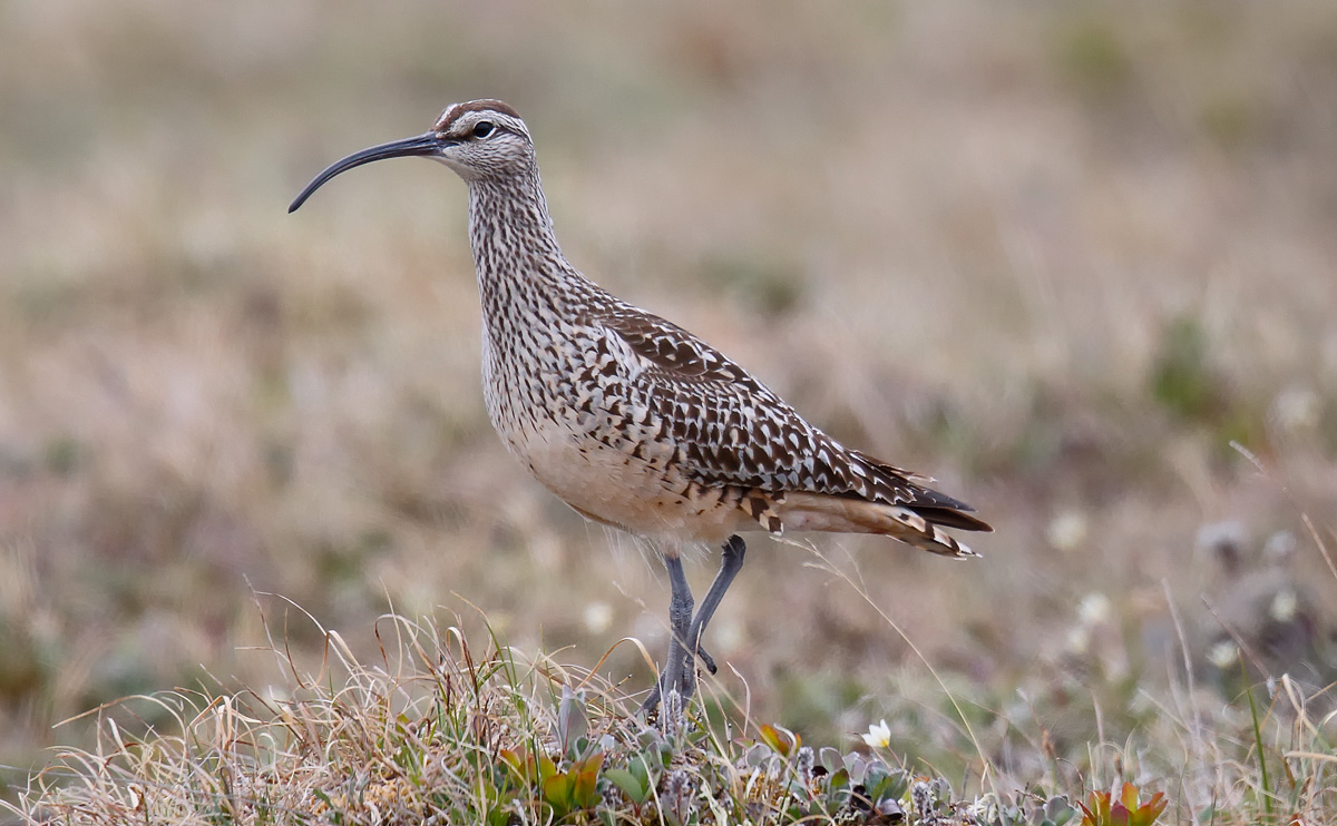 Bristle-thighed Curlew_J4X7380