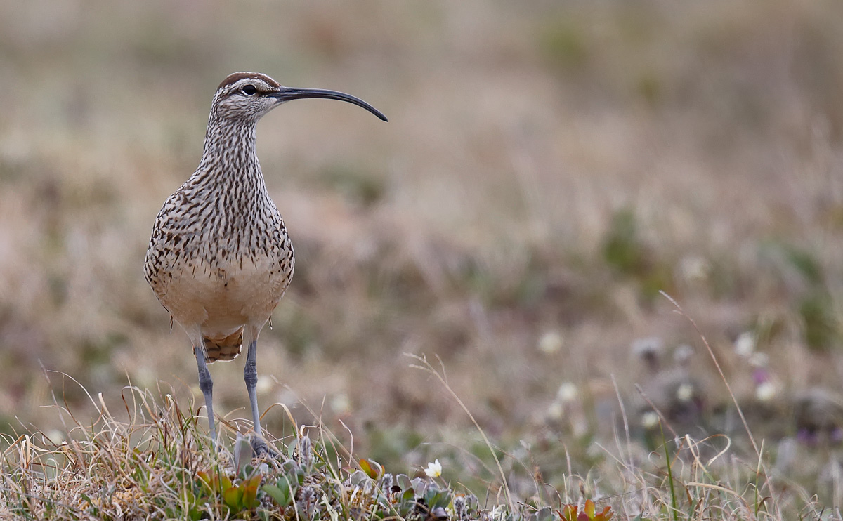 Bristle-thighed Curlew_J4X7401
