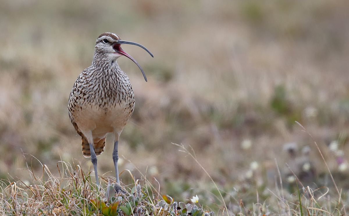 Bristle-thighed Curlew_J4X7410