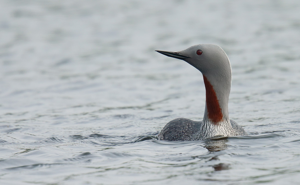 Red-throated Diver (Loon)_J4X7752