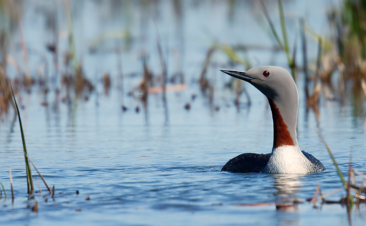 Red-throated Diver_J4X6180