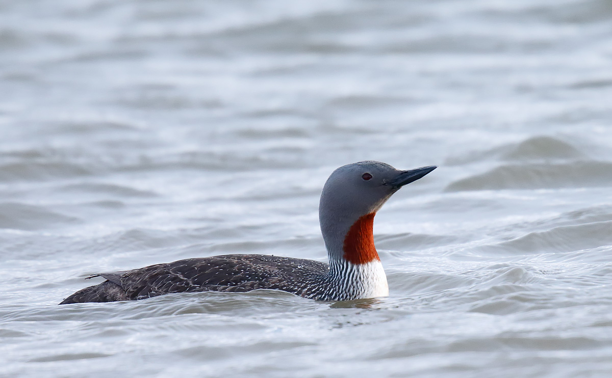 Red-throated Diver_J4X6728