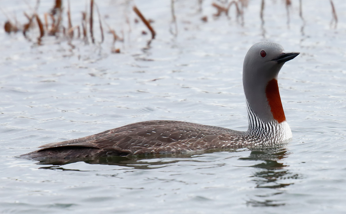 Red-throated Diver_J4X6910