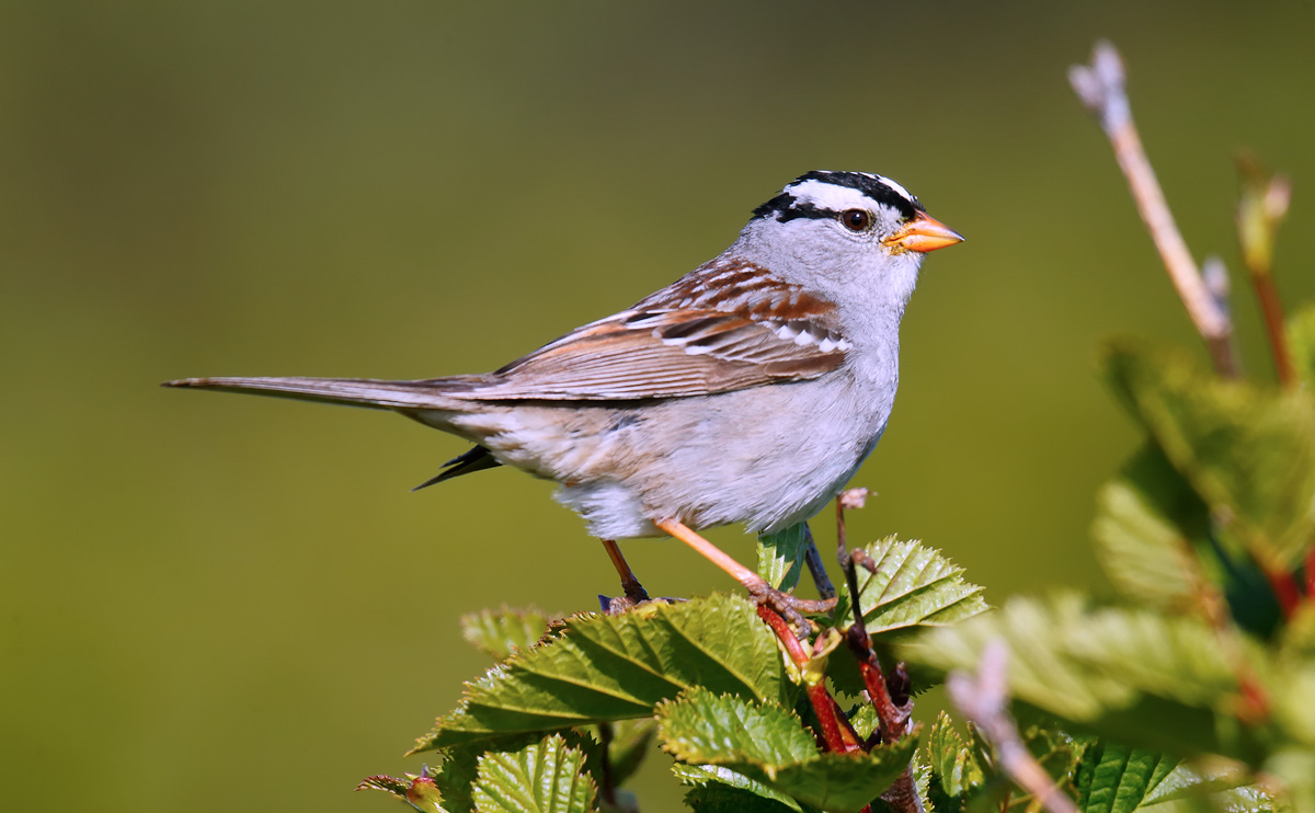 White-crowned Sparrow_J4X8410