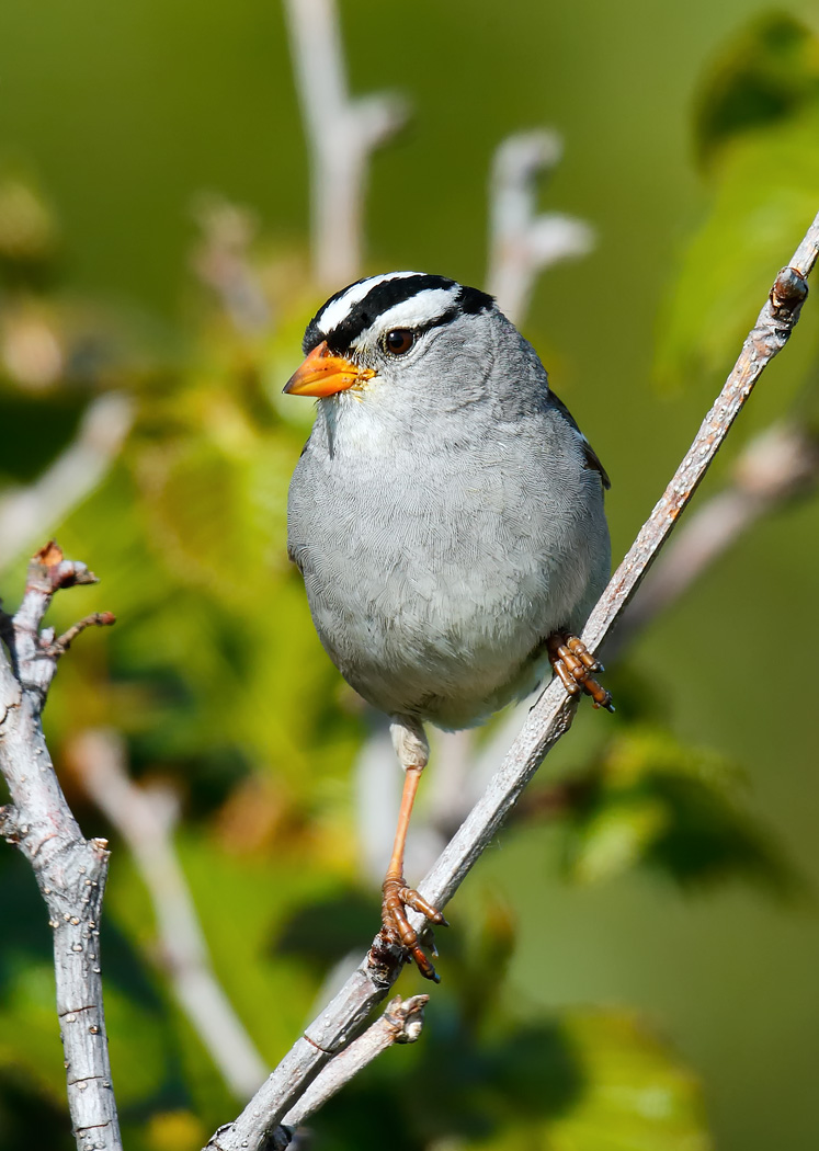 White-crowned Sparrow_J4X8454