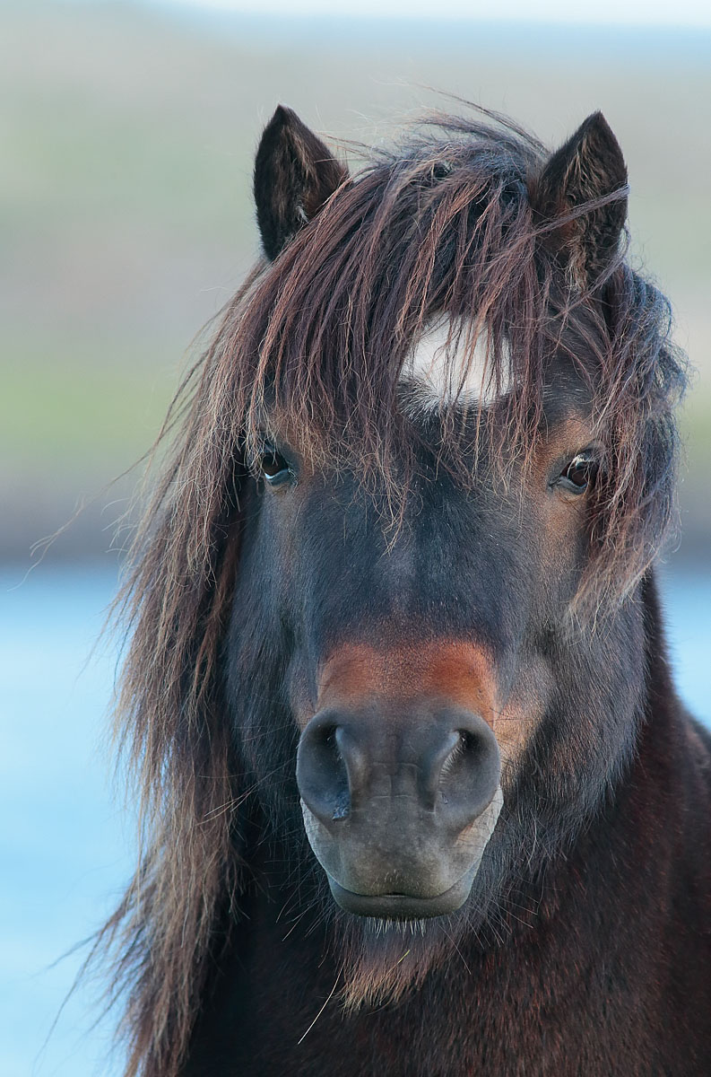 shetland-pony_s1q6506