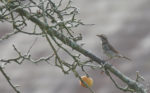An Asiatic Thrush arrives in Derbyshire