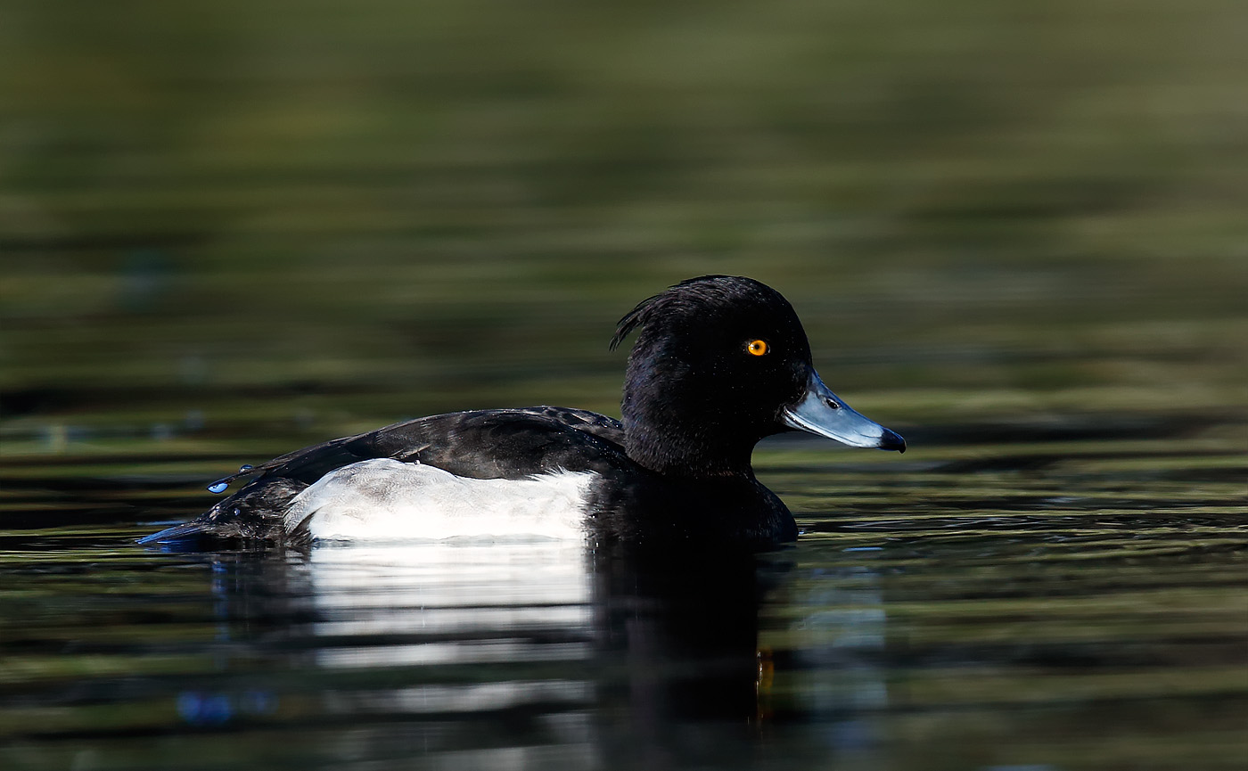 tufted-duck_j4x0061