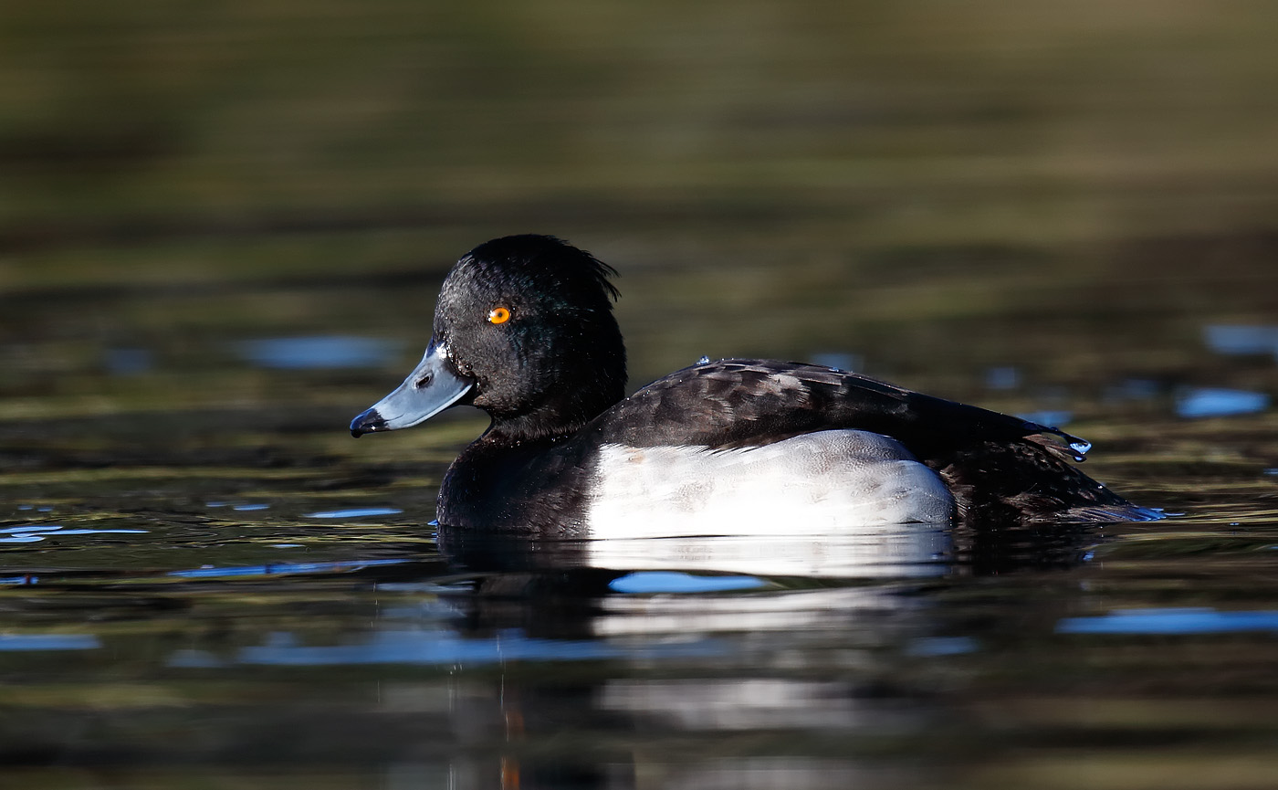 tufted-duck_j4x0068
