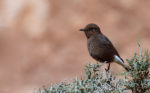 PART FOUR - Desert Birding in Morocco with Boletas Birdwatching Centre