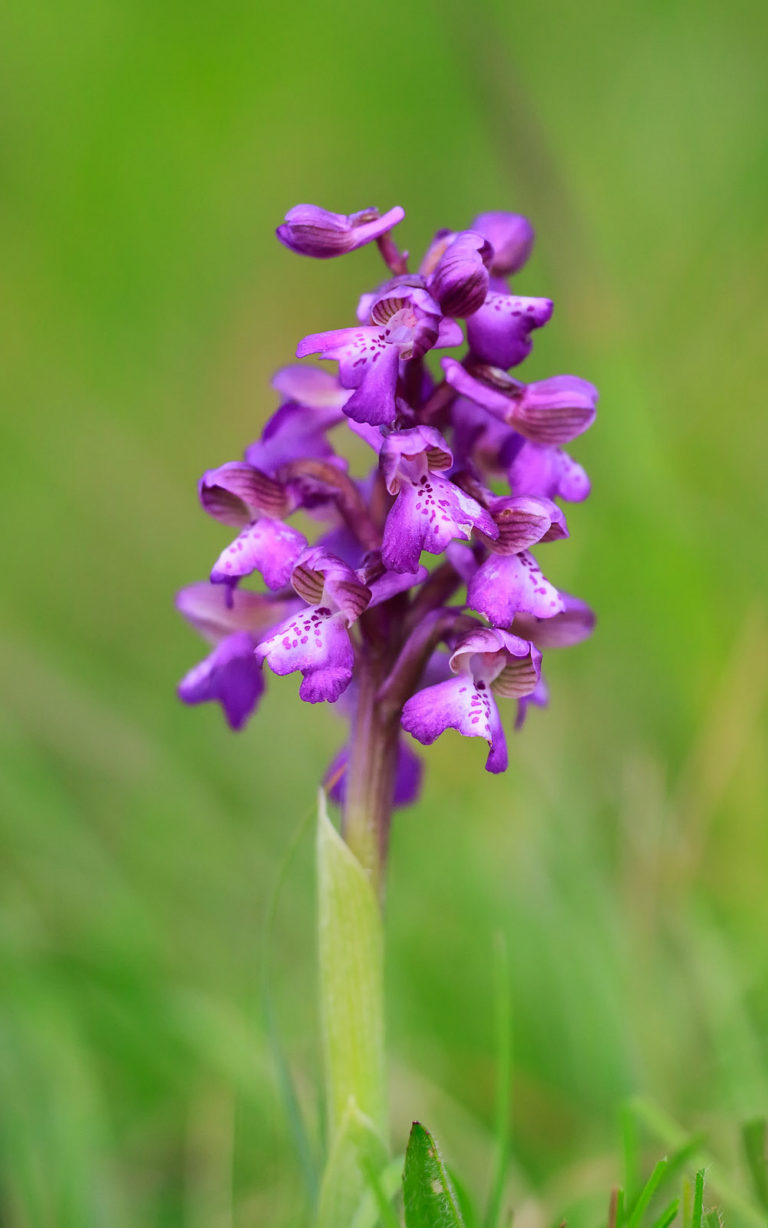 Green-winged Orchid – a plant tick | tonydavisonphotography.com
