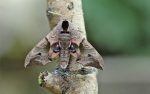 Moth Trap - 25-26th June 2020