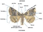 Derbyshire Macro Moths VC57 - Part 1 - Hepialidae to Erebidae