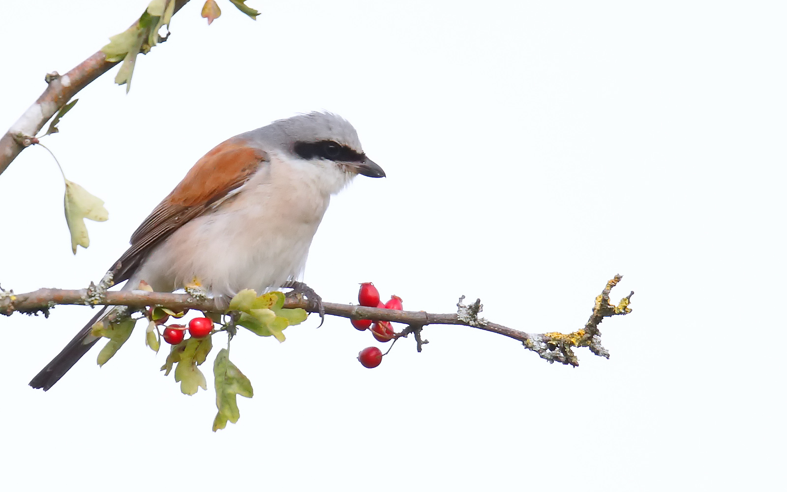 A “Butcher Bird” in the Midlands