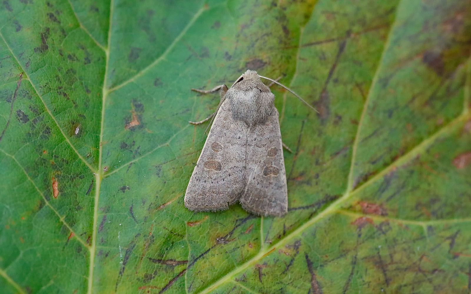 Moth Trap 10th11th September