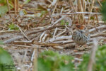 A local overwintering "Sibe" Bunting