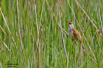 Great Reed Warbler - Nottinghamshire