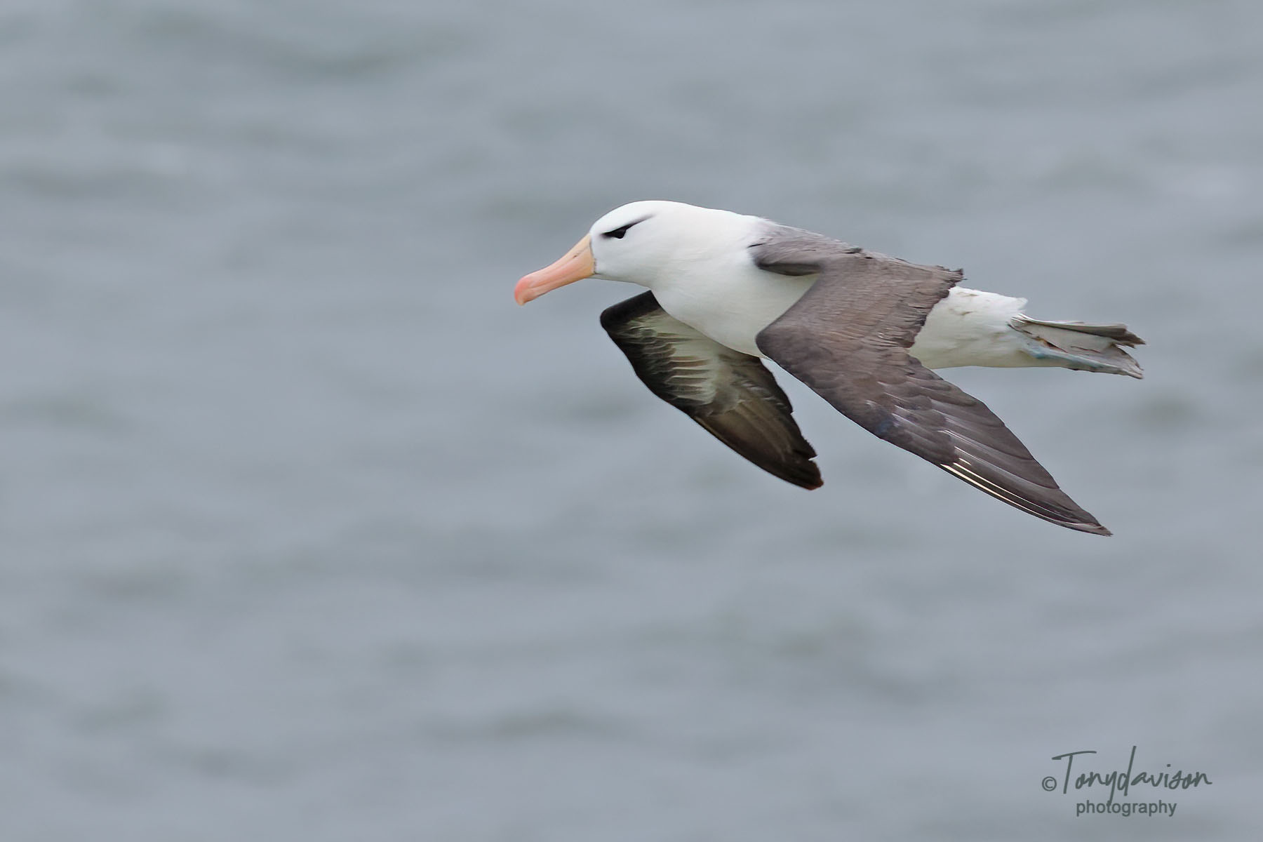 The Ancient Mariner An Albatross graces our shores.