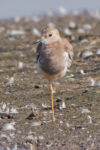 Another look at The White-tailed Lapwing