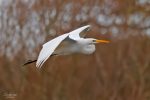 Big White Egrets invade local patch