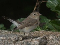 06-19octred-breasted-flycatcher-isles-of-scilly