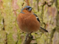 Chaffinch