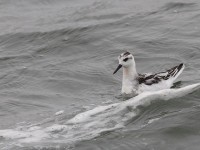 Grey Phalarope - 1st winter