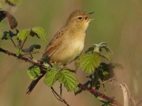 Grasshopper Warbler