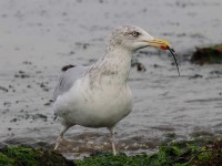 herring-gull-60653503