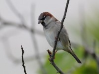 house-sparrow-59403500