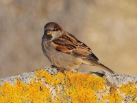 house-sparrow-60213462