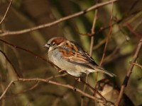 house-sparrow-69942266