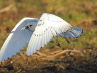 ivory-gull-92723694