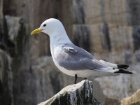 Kittiwake