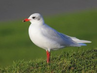 med-gull-91363711-21-15-52