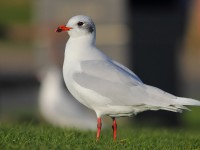 med-gull-92313719