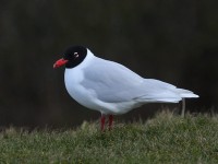 med-gull-99162528